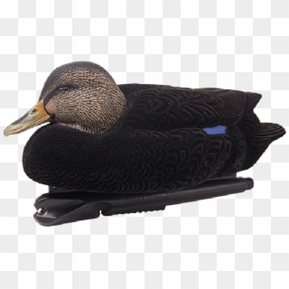 Avian-x Oversized Black Duck 6 Pack - Black Duck Decoys Clipart