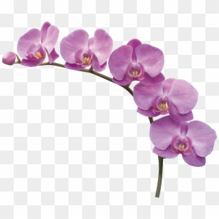 Orchid Png Clipart