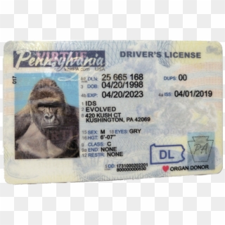 New Pennsylvania Fake Id - Pa Holograms On License Clipart
