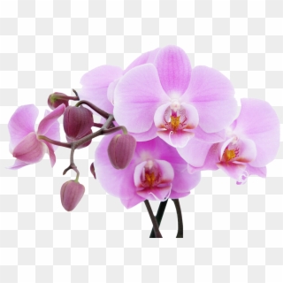Orchid - National Flower Of Sikkim Clipart