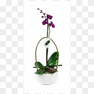 Purple Phalaenopsis Orchid - Cypripedium Clipart