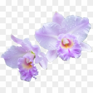 Orchid Transparent Cattleya - Cattleya Png Clipart