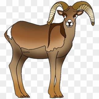 Dall Sheep Clipart Ram Pencil And In Color Dall Sheep - Nevada State Animal Bighorn Sheep - Png Download