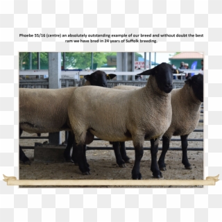 Originally Founded In 1994 At Our “home” In Cheviot, - Sheep Clipart