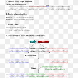 Finding A Target Sequence And Ordering Oligonucleotides Clipart