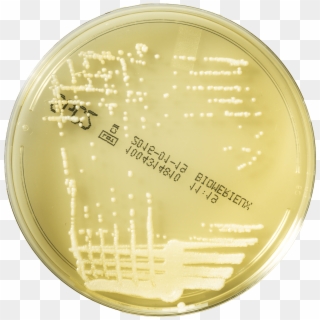 Conventional Media For Fungal Infections - Staphylococcus Aureus On Sab Agar Clipart