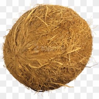 Download Coconuts Png Images Background - Coconut .png Clipart