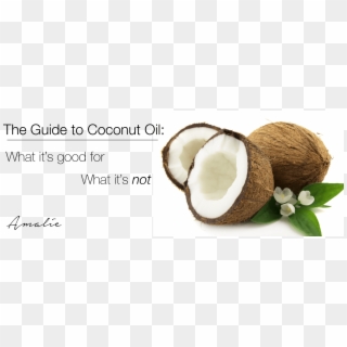 The Definitive Guide To Coconut Oil - Coconut Png Clipart