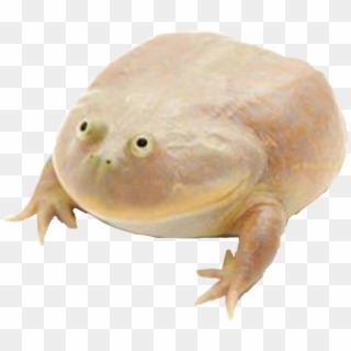 Wednesday Frog Png Transparent Background - You Don T Matter Give Up Meme Clipart
