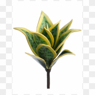 8" Mini Agave Plant Green Cream - Vase Clipart