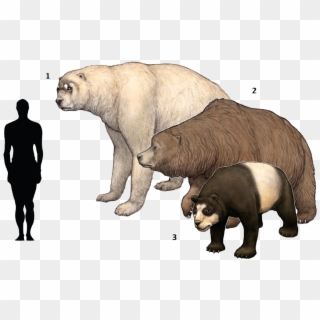 Extinct Clipart Ice Age Animal - Cave Bear Short Faced Bear - Png Download