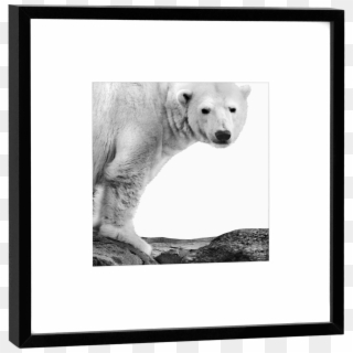 Fotokunst & Design Aus Berlin - Polar Bear Clipart