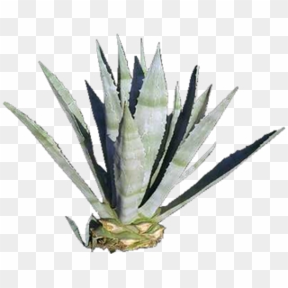 View In My Picture - Agave Azul Clipart