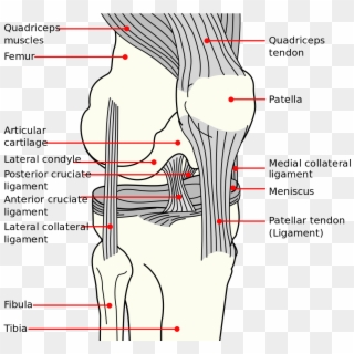 Knee Diagram - Long Does An Mcl Tear Take Clipart