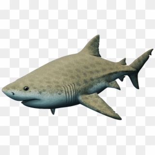 Almost Living Fossils Month - Great White Shark Clipart
