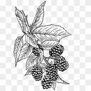 Blackberries Vine Bush Fruit Png Image - Black Berry Plant Drawing Clipart
