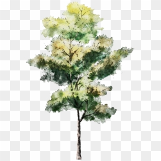 Tree For Architectural Rendering , Png Download - Trees For Architectural Rendering Clipart