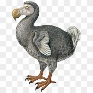 Dodo - Drawing Of Dodo Clipart