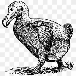 Dodo Walking - Sketch Of Dodo Bird Clipart