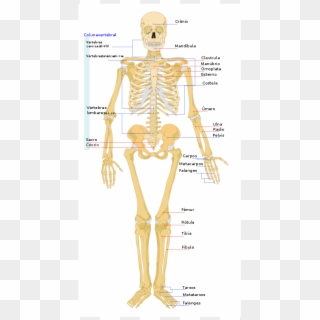 Human Skeleton Front En - Four Main Functions Of Skeleton Clipart