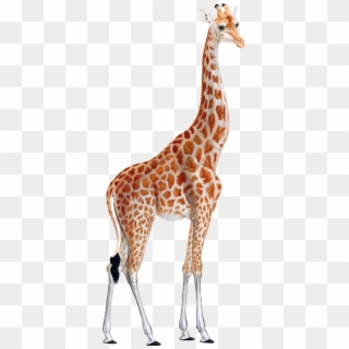 Giraffe Png - Giraffe Clipart Transparent Png