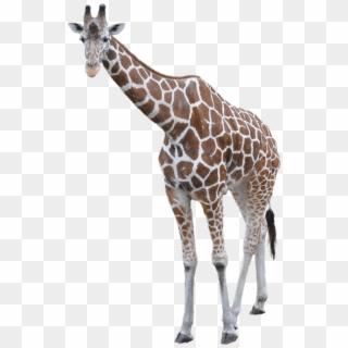 Giraffe Png Hd - Giraffe With No Background Clipart