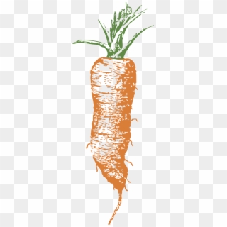 Carrot - Baby Carrot Poem Clipart
