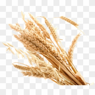 Wheat Transparent Background Png - Transparent Background Wheat Png Clipart