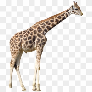 Giraffe - Giraffe Png Clipart
