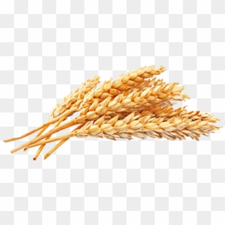 Wheat Png Free Download - Wheat Png Clipart