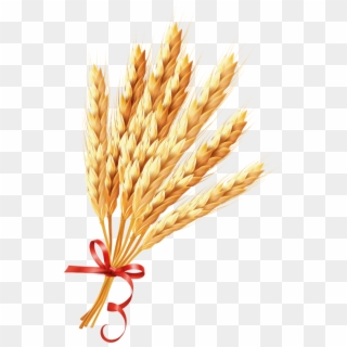 Download Wheat Png Images Background - Зерно Пнг Clipart