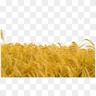 Wheat Field Png Clipart
