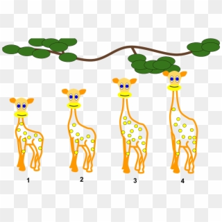 Lamarckian Inheritance- Giraffes - Giraffe Lamarck Clipart