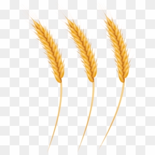Free Png Download Wheat Grains Clipart Png Photo Png - Grain Clipart Png Transparent Png