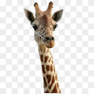 Liked Like Share - Happy Birthday With Giraffe Clipart