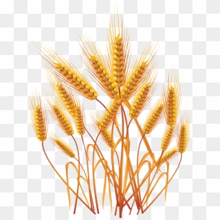 Wheat Png Clipart