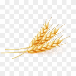 Wheat - Wheat Vector Png Clipart