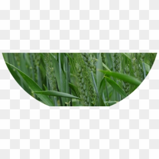Harper - Barley Grass Matured Size Clipart