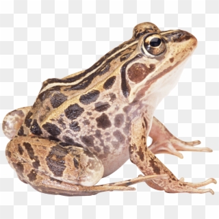 Brown Frog Sideview - Frog Png Clipart