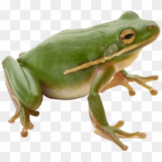 Png Frog - Frog Png Clipart