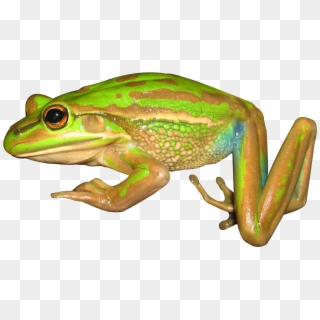 Download Png Image Report - Bronze Frog Clipart