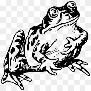 Frog - Black And White Frog Drawing Clipart