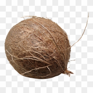Download Coconut Png Image - Coconuts Png Clipart