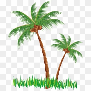 Coconut Tree Png Clipart