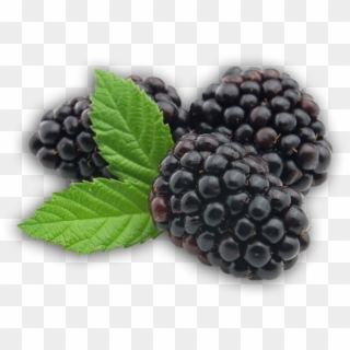Blackberry Png Clipart