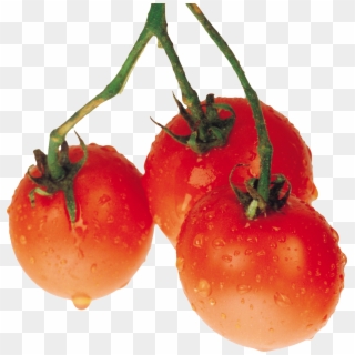 Tomato Png Free Download - Pomidory Clipart