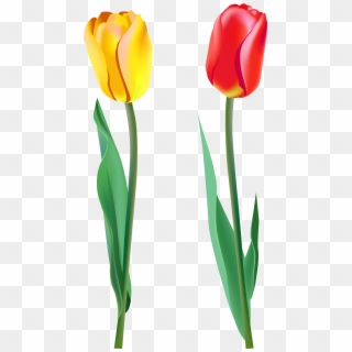 Banner Free Stock Spring Png Gallery Yopriceville High - Real Tulips Transparent Background Clipart