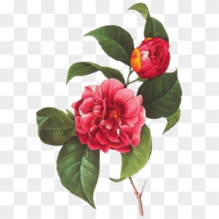 Cute Sticker - Camellia Flower Clip Art - Png Download