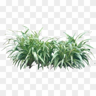 Shrub Png Transparent Image - Tropical Plants Png Clipart