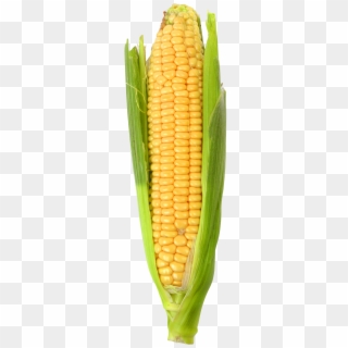 Corn - Corn Png Clipart